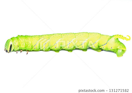 Cromengara麻雀幼蟲（綠色） 131271582