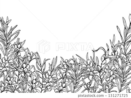 Baltic seaberries vector horizontal frame with empty space for text. Monochrome sea buckthorn plant outline drawing. Sand thorn berries with leaves frame for greeting cards, drink packaging Baltic seaberries vector horizontal frame with empty space for text. Monochrome sea buckthorn plant outline drawing. Sand thorn berries with leaves frame for greeting cards, drink packaging 131271725