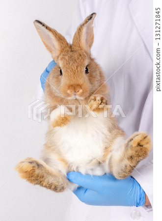 Veterinarian wearing blue gloves and white lab coat holding brown rabbit in upright position during health checkup examination Veterinarian wearing blue gloves and white lab coat holding brown rabbit in upright position during health checkup examination 131271845