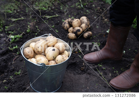 Harvesting freshly grown potatoes on a sunny day in the garden with hands covered in soil and rubber boots Harvesting freshly grown potatoes on a sunny day in the garden with hands covered in soil and rubber boots 131272086