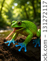 Blue hand frog 131272117