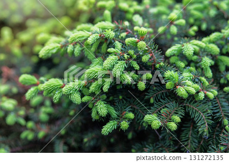 Young light green shoots of needles. Sunlight gently falls on the branches of the Christmas trees. Green tree branch. 131272135