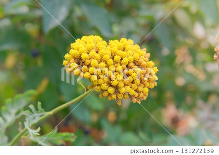 Achillea is growing in cottage garden. Yellow flowering plant. Unpretentious plant. Achillea often found in meadows and clearings. Sunny day. Achillea is growing in cottage garden. Yellow flowering plant. Unpretentious plant. Achillea often found in meadows and clearings. Sunny day. 131272139