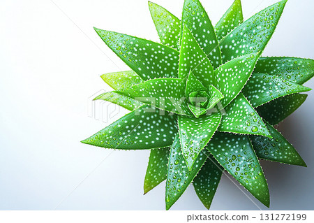 Gardening or plant care content. Top view. Potted aloe vera plant with thick, fleshy leaves on a white background. Gardening or plant care content. Top view. Potted aloe vera plant with thick, fleshy leaves on a white background. 131272199