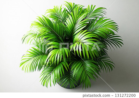 Eco-conscious branding. Potted palm tree with wide, green leaves on a white background. Top view. Palm tree with fleshy leaves. 131272200
