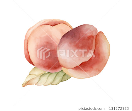 Peach Summer Juicy Ripe Fruits Leaf. Watercolor hand drawn floral food illustration isolated on white background for home kitchen textile fresh fabric print card cosmetic package porcelain crockery Peach Summer Juicy Ripe Fruits Leaf. Watercolor hand drawn floral food illustration isolated on white background for home kitchen textile fresh fabric print card cosmetic package porcelain crockery 131272523