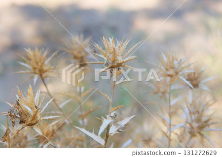 Brown plants in meadow. Thorn plant in garden in sunny day. Dry Carduus nutans grows in autumn. Seed head of wild flower. 131272629