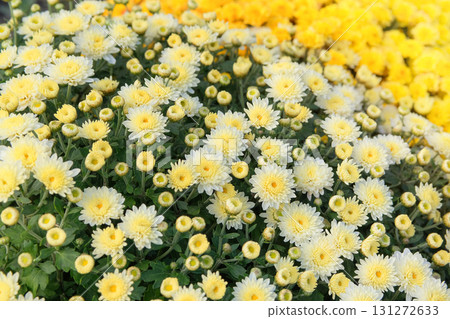 Chrysanthemums bush with fleshy leaves and cream-colored flowers. Cottage garden. Flowers is grown as garden plants. Chrysanthemums bush with fleshy leaves and cream-colored flowers. Cottage garden. Flowers is grown as garden plants. 131272633