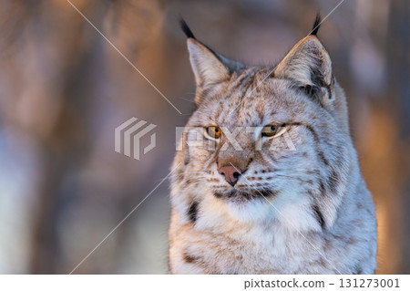 Majestic lynx in natural habitat Majestic lynx in natural habitat 131273001
