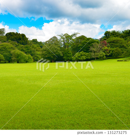 Lush Green Field with Tropical Trees Under a Bright Blue Sky in a Serene Sri Lankan Park Lush Green Field with Tropical Trees Under a Bright Blue Sky in a Serene Sri Lankan Park 131273275