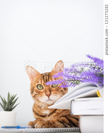 A playful Bengal cat peeks out from behind a lavender branch. A playful Bengal cat peeks out from behind a lavender branch. 131273282
