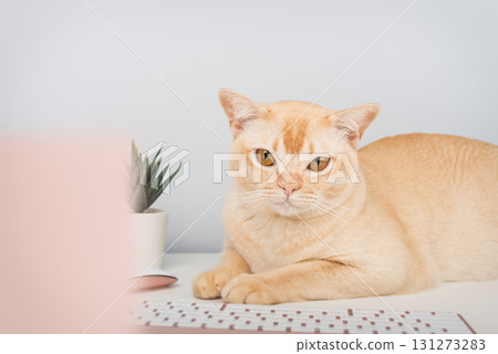 A serious ginger cat works at a home office desk. A serious ginger cat works at a home office desk. 131273283