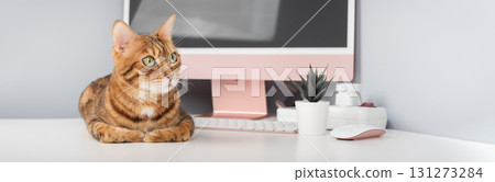 A Bengal cat is relaxing on a desk. A Bengal cat is relaxing on a desk. 131273284
