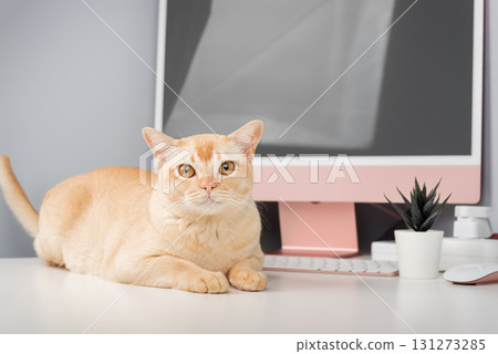 A Burmese cat is relaxing on a desk. A Burmese cat is relaxing on a desk. 131273285
