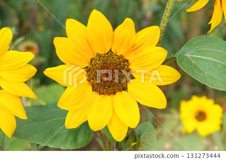 Sunflowers is growing in rural garden. Sunflower seeds in autumn. Countryside. Farming background and sunlight. 131273444