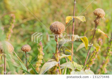 Monarda seeds grow in garden in autumn. Dry Bergamot grows in autumn. Aromatic, medicinal, honey-bearing and ornamental plant growing outdoors. Cottage garden. Sunny day. 131273446