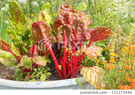 Beet growing in cottage garden. Leaf of mangold in farming. Gardening. Growing beetroot at farmland. 131273448