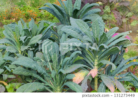 Lacinato kale growing in cottage garden. Leaf of kale in farming. Growing salad at farmland. Gardening. Lacinato kale growing in cottage garden. Leaf of kale in farming. Growing salad at farmland. Gardening. 131273449