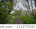 Autumn Trail at Downhill Demesne and Mussenden Temple, Northern Ireland 131273542