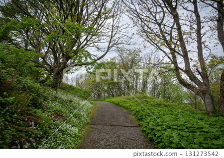 Autumn Trail at Downhill Demesne and Mussenden Temple, Northern Ireland 131273542