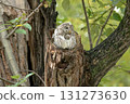 A Siberian owl emerges from a tree hollow after the rain 131273630