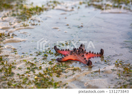 Red starfish stuck on the beach during low tide. Red starfish stuck on the beach during low tide. 131273843