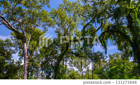 teak trees line the green forest under the blue sky. teak trees line the green forest under the blue sky. 131273848