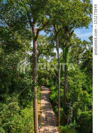 large and tall teak trees stands by the roadside. 131273849