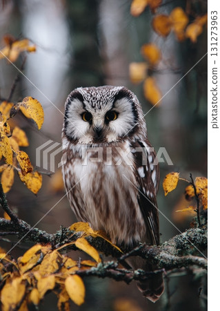 Owl Perched on Branch with Yellow Leaves in Autumn Forest 131273963