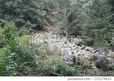 in the forest in the forest 131274034