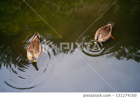 Two spot-billed ducks floating on a pond Two spot-billed ducks floating on a pond 131274100