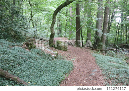 in the forest 131274117