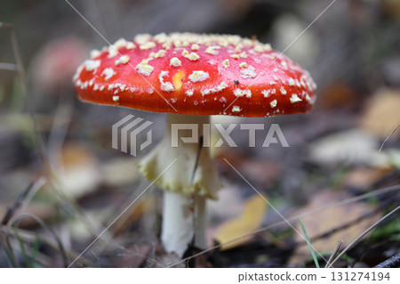 Amanita muscaria (Amanita muscaria) Amanita muscaria (Amanita muscaria) 131274194