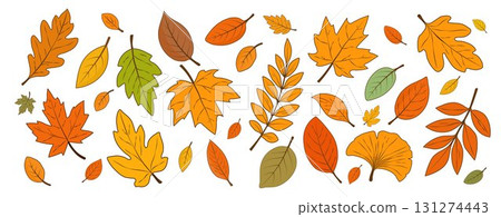 Autumn falling golden, red and orange leaves highlighted on a white background. 131274443