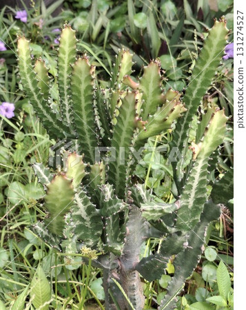 A close-up shot of a spiky, green succulent plant with a textured trunk, surrounded by lush foliage and hints of purple flowers 131274527