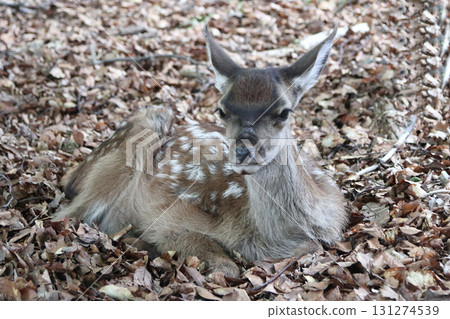 sika deer (Cervus nippon) sika deer (Cervus nippon) 131274539