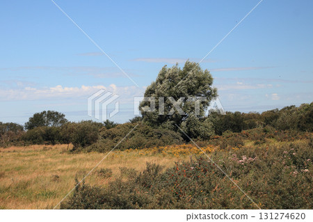 dune landscape dune landscape 131274620