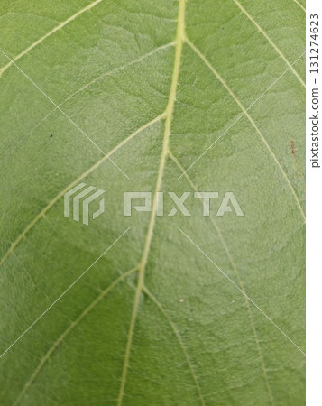 Close-up macro shot of a vibrant green leaf, showcasing intricate vein patterns and a slightly textured surface 131274623