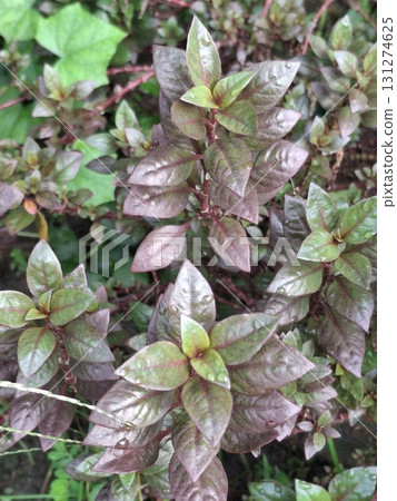Close-up overhead view of a lush green plant with reddish-purple tinged leaves, showcasing intricate vein patterns and natural textures Close-up overhead view of a lush green plant with reddish-purple tinged leaves, showcasing intricate vein patterns and natural textures 131274625