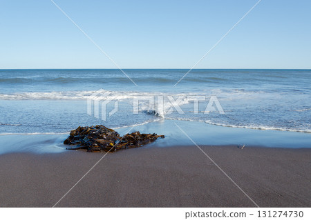 Seaweed on the seashore 131274730