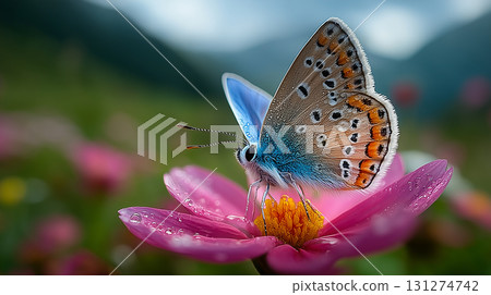 Macro close-up of a colorful butterfly perched on a pink flower with dew drops in a natural meadow setting, symbolizing biodiversity, beauty of nature and environmental protection concepts 131274742
