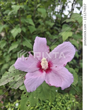 A delicate pink hibiscus flower with a deep red center blooms vibrantly against a blurred green leafy background 131274837