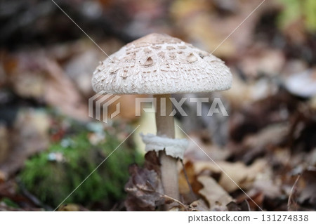 Macrolepiota procera   (Macrolepiota procera) 131274838