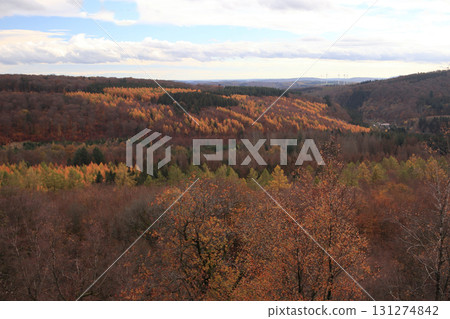 in the forest 131274842