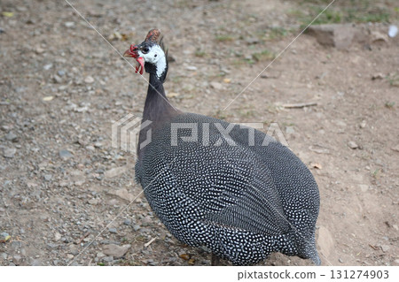 Guinea Fowl (Numididae) Guinea Fowl (Numididae) 131274903