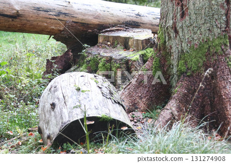 in the forest 131274908