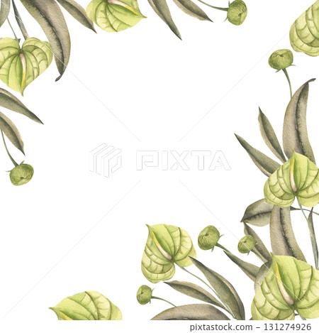 Tropical anthurium green flowers with eucalyptus leaves watercolor floral banner. Hand drawn botanical frame with exotic jungle greenery for summer design, product packing and stationery decor Tropical anthurium green flowers with eucalyptus leaves watercolor floral banner. Hand drawn botanical frame with exotic jungle greenery for summer design, product packing and stationery decor 131274926