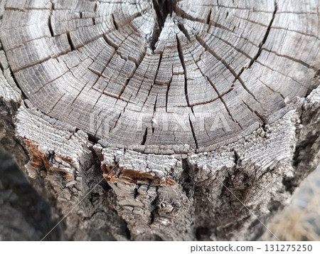 Old dried stump with bark. Wood texture 131275250