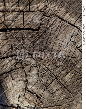 Old wood texture on stump. Cuts on tree trunk 131275259