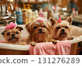 Three adorable dogs enjoying a bath together, decked out with cute hair accessories 131276289